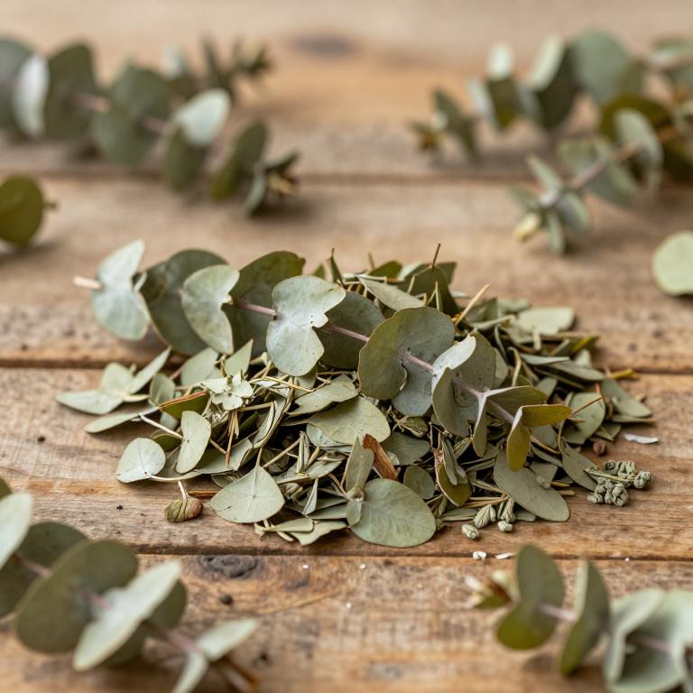 Eucalyptus benthamii