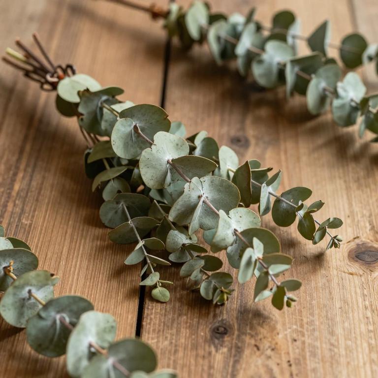 Eucalyptus botryoides