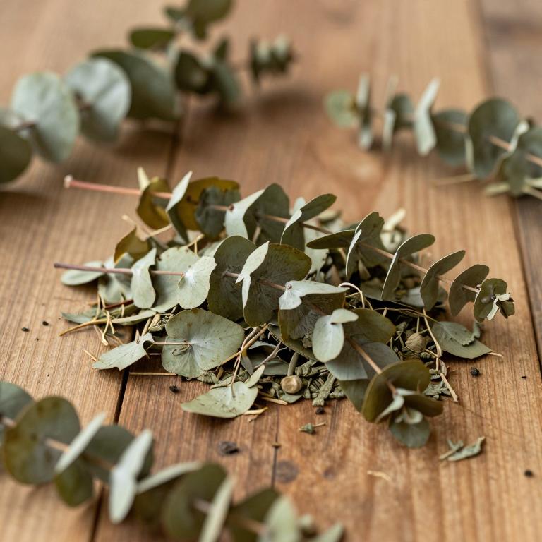 Eucalyptus brassiana