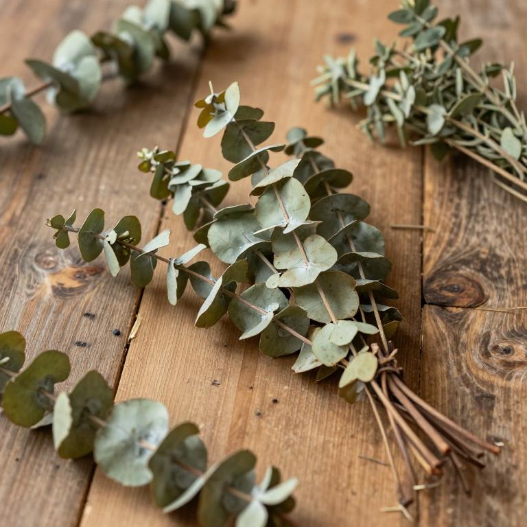 Eucalyptus bridgesiana