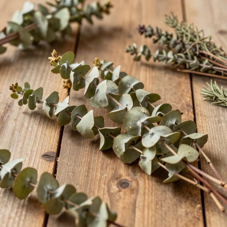 Eucalyptus ceratocorys