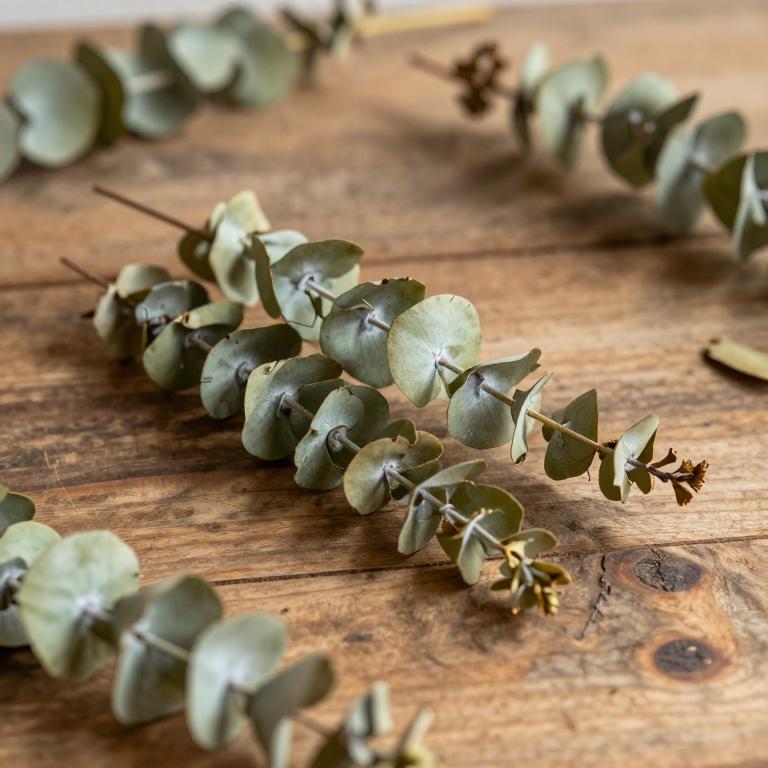 Eucalyptus consideniana