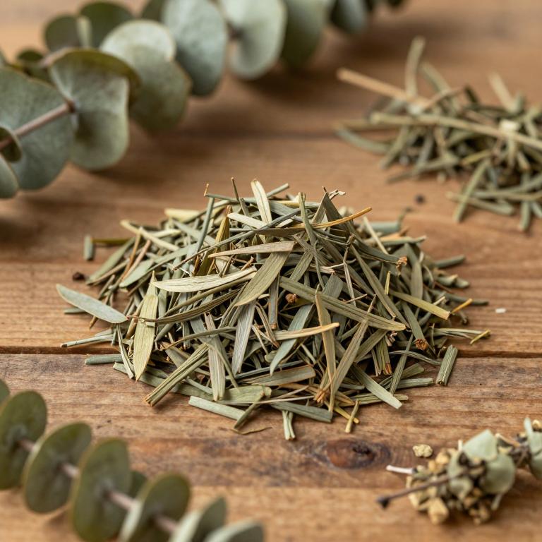 Eucalyptus crebra