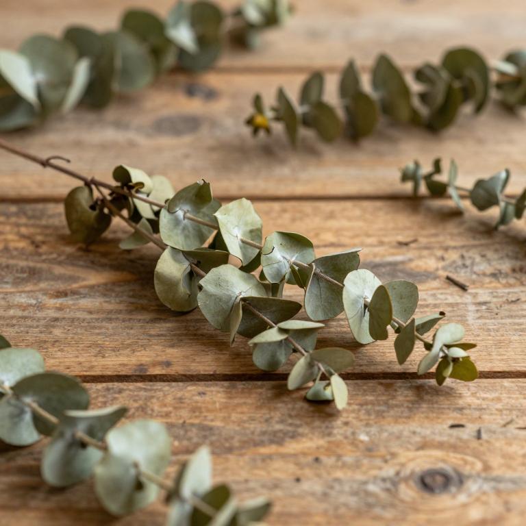 Eucalyptus dolichorhyncha