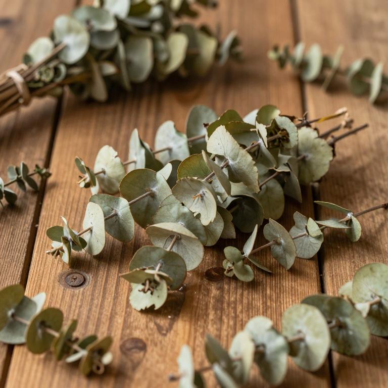 Eucalyptus gomphocephala
