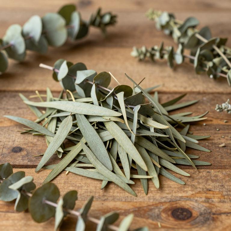 Eucalyptus gracilis
