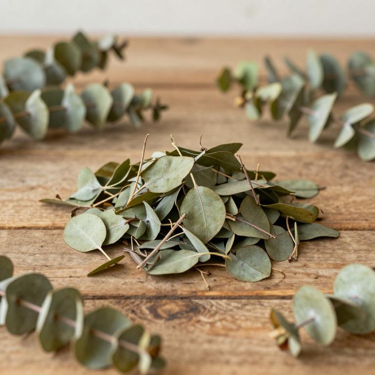 Eucalyptus grandis