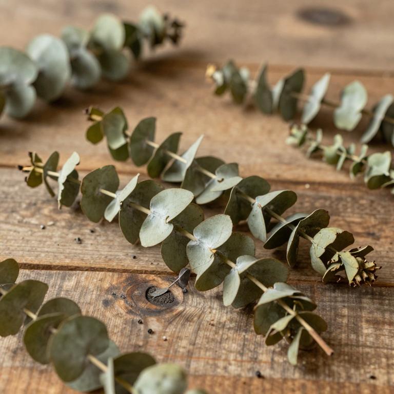 Eucalyptus incrassata
