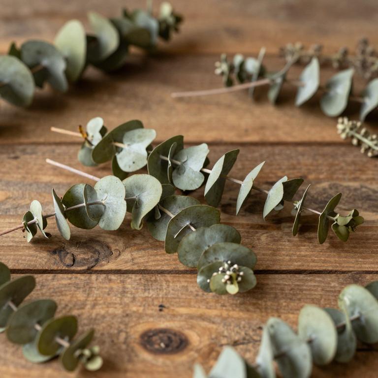 Eucalyptus intertexta