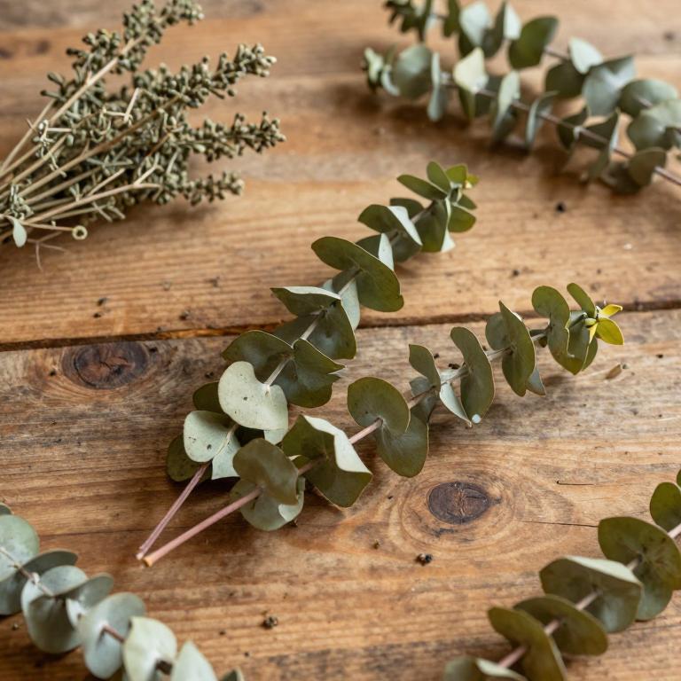 Eucalyptus lehmannii