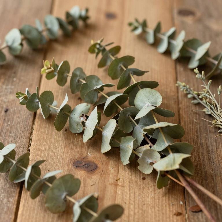 Eucalyptus major