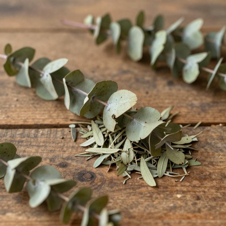 Eucalyptus marginata