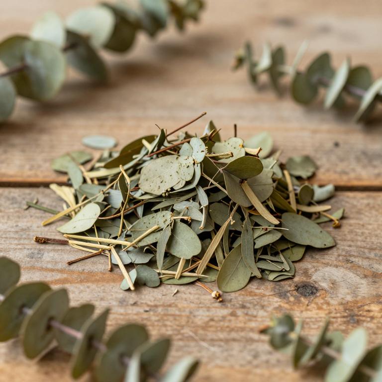 Eucalyptus melliodora