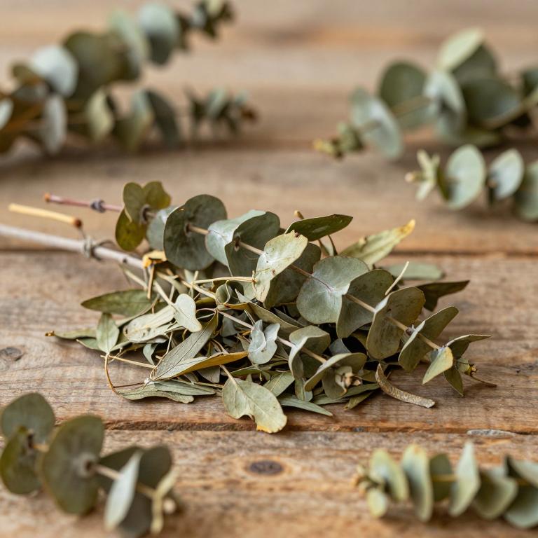 Eucalyptus microtheca
