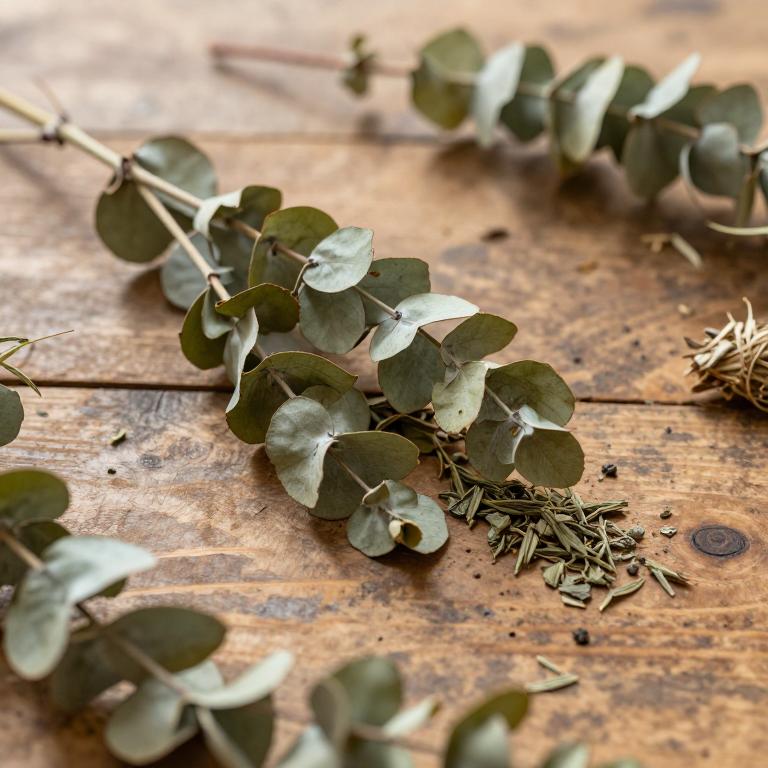 Eucalyptus nicholii