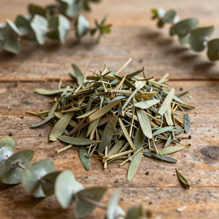 Eucalyptus nova-anglica