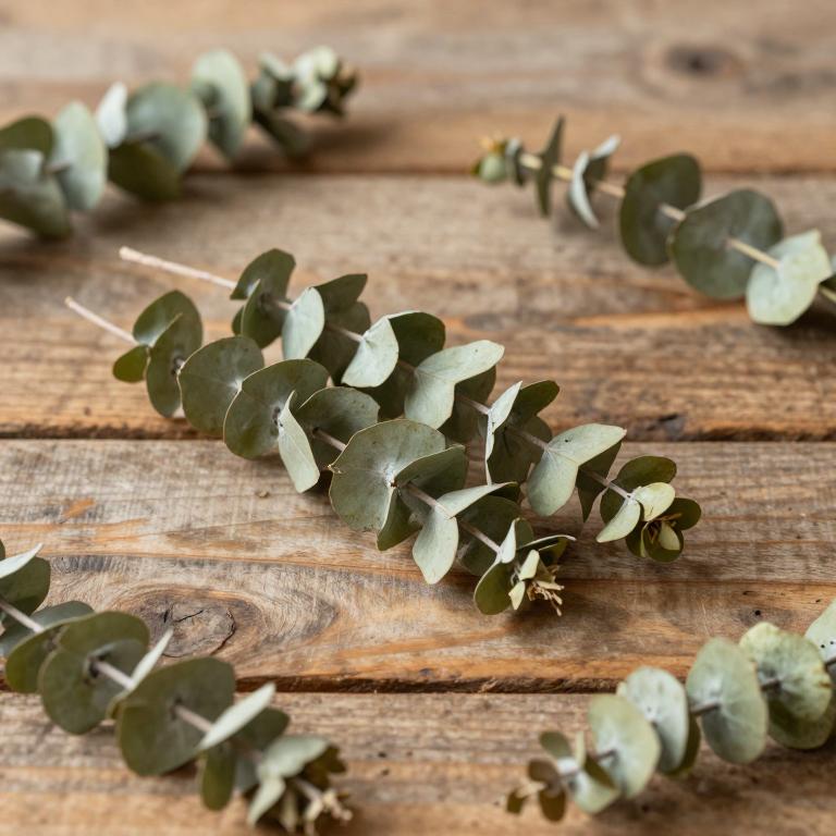 Eucalyptus odorata