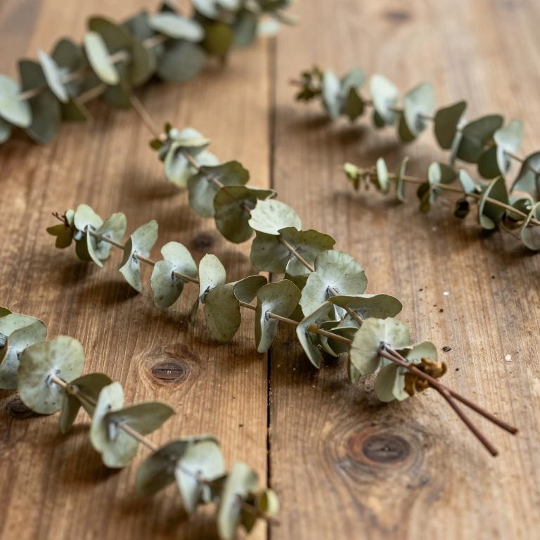 Eucalyptus ovata
