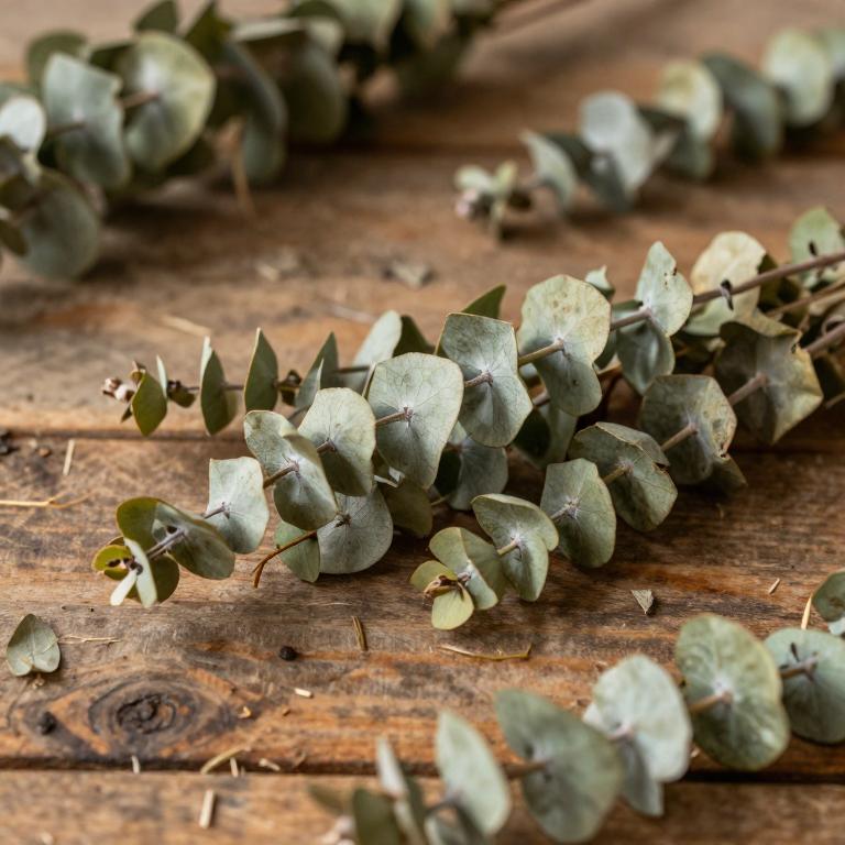 Eucalyptus paniculata