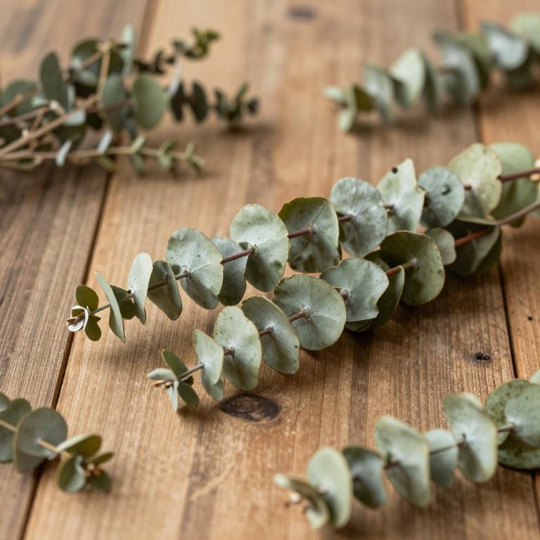 Eucalyptus pauciflora