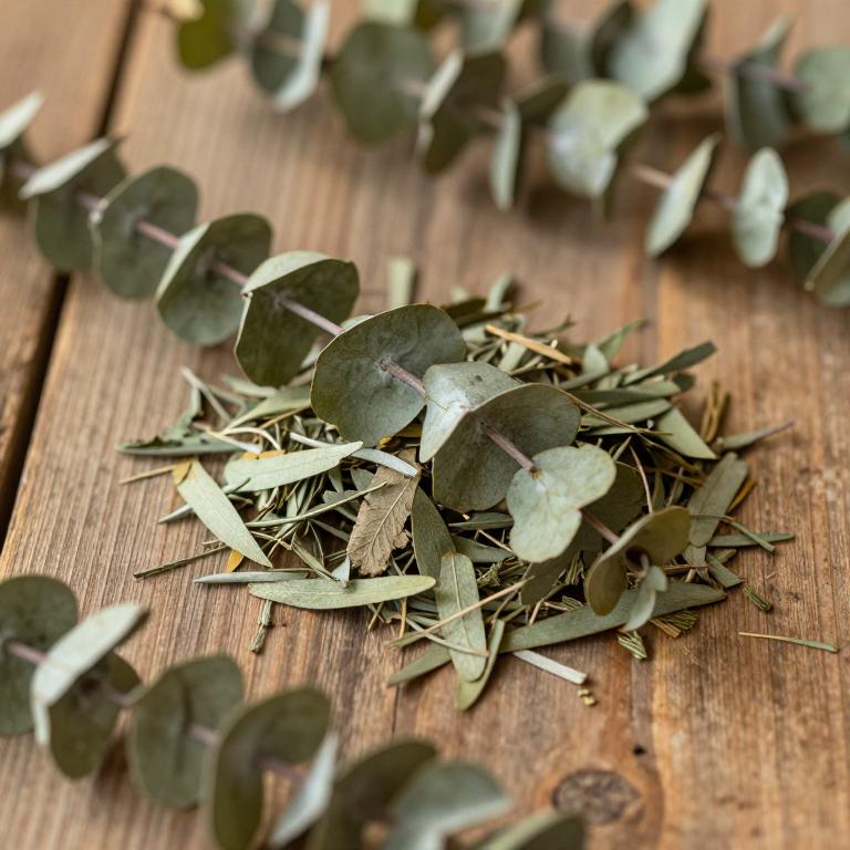 Eucalyptus pilularis