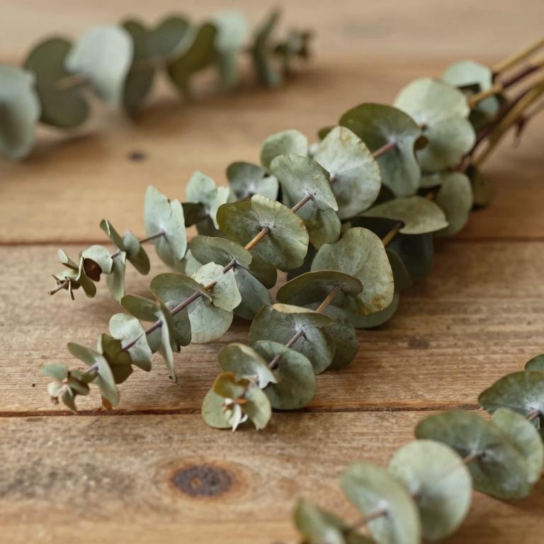 Eucalyptus polyanthemos