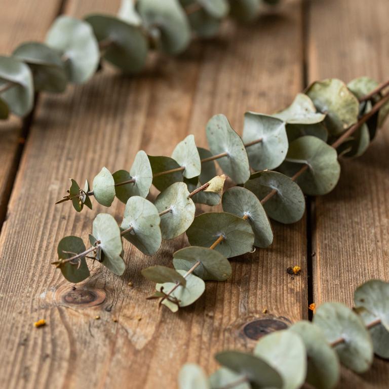 Eucalyptus populnea