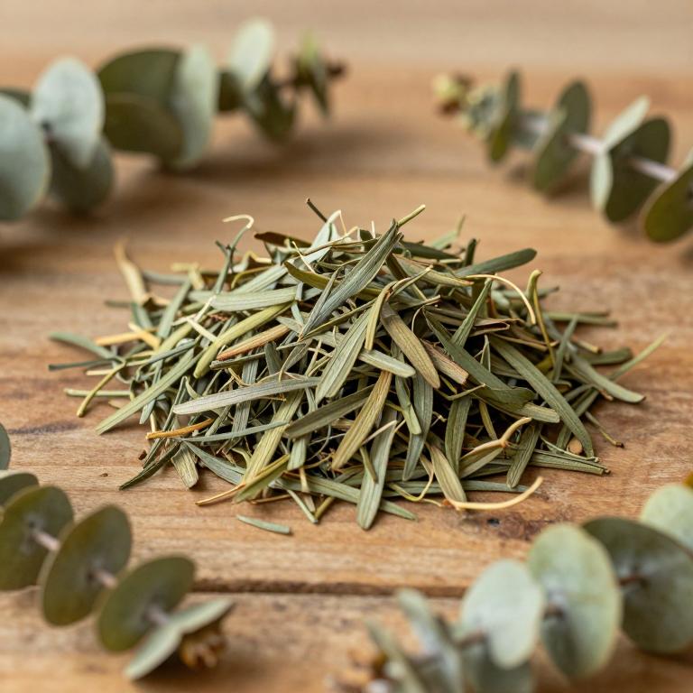 Eucalyptus propinqua