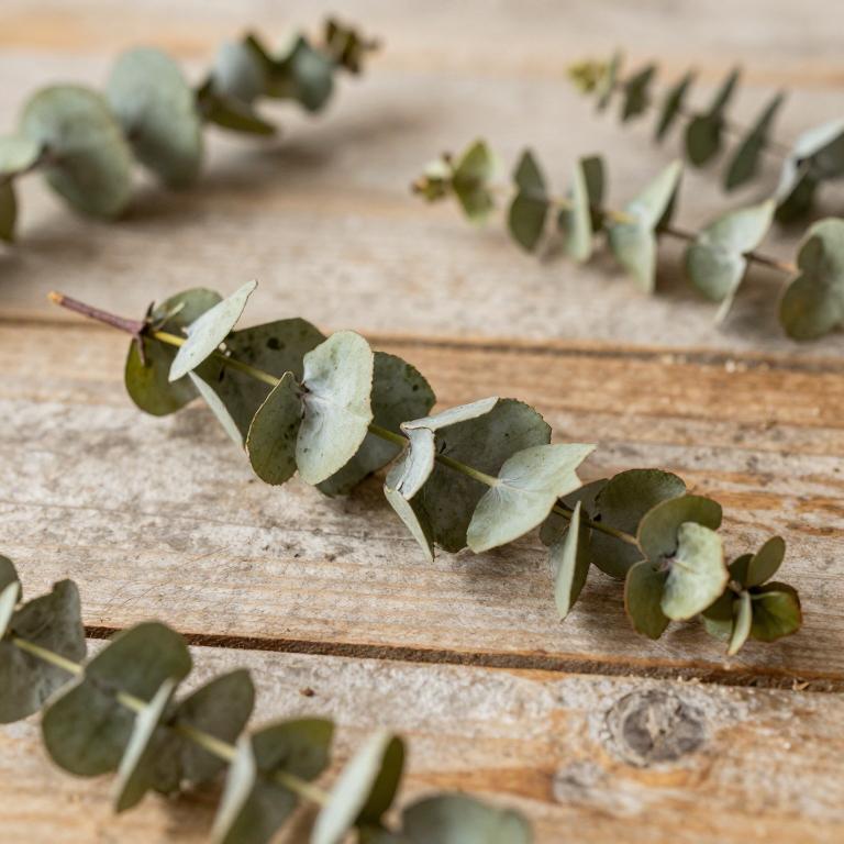 Eucalyptus rhodantha