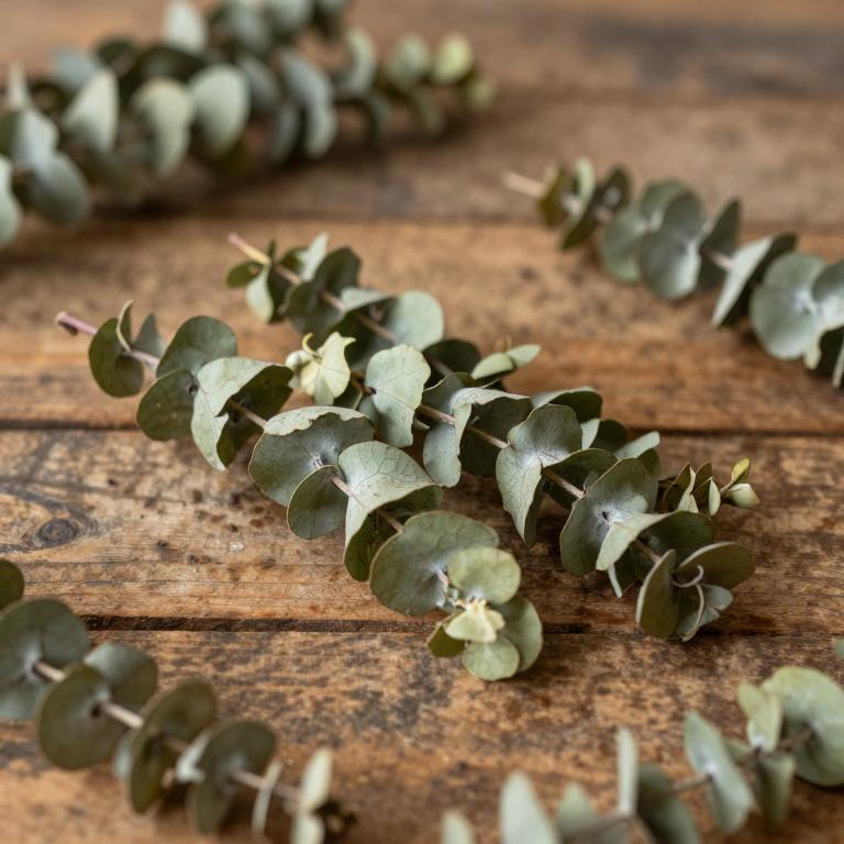 Eucalyptus rossii