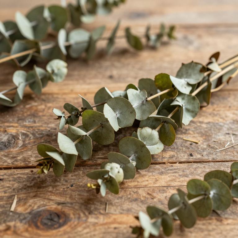 Eucalyptus saligna