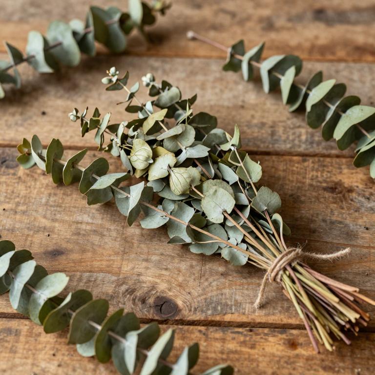 Eucalyptus stoatei