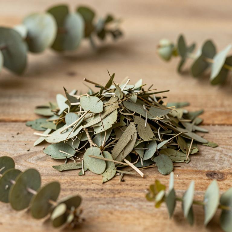 Eucalyptus viridis