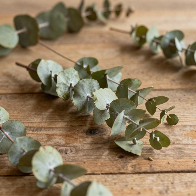 Eucalyptus