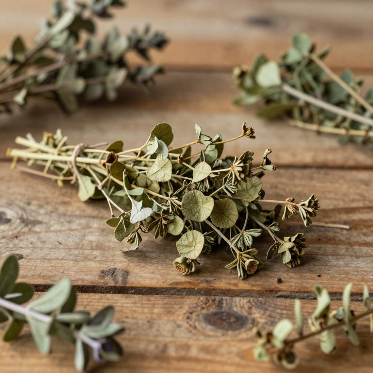 Euphorbia cooperi