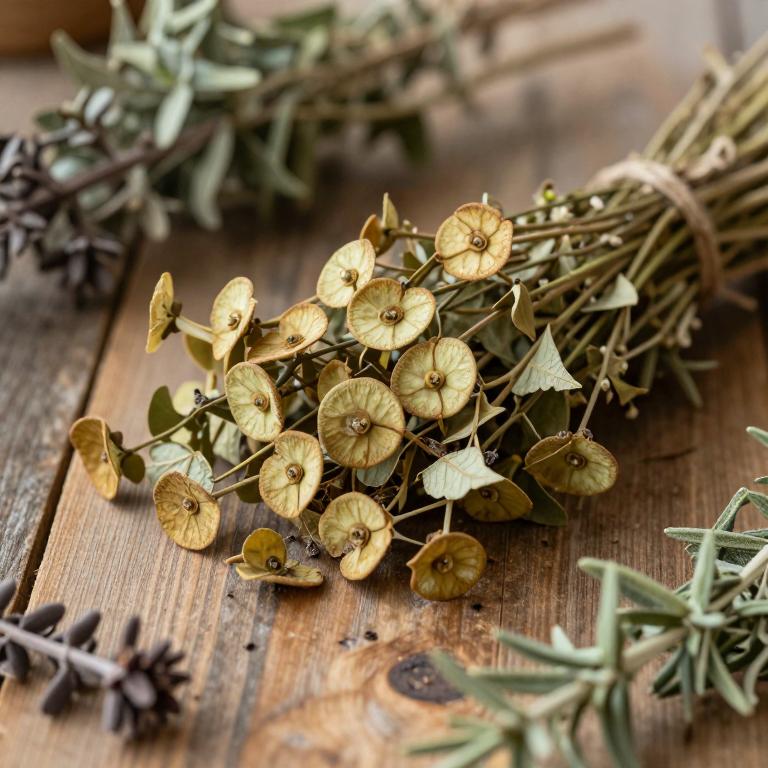Euphorbia grantii