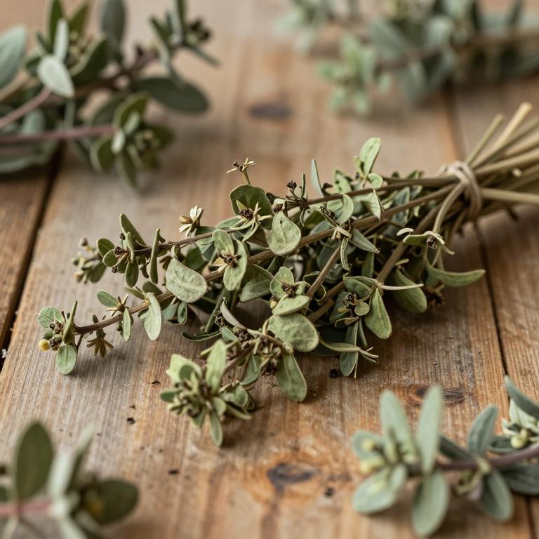 Euphorbia greenwayi
