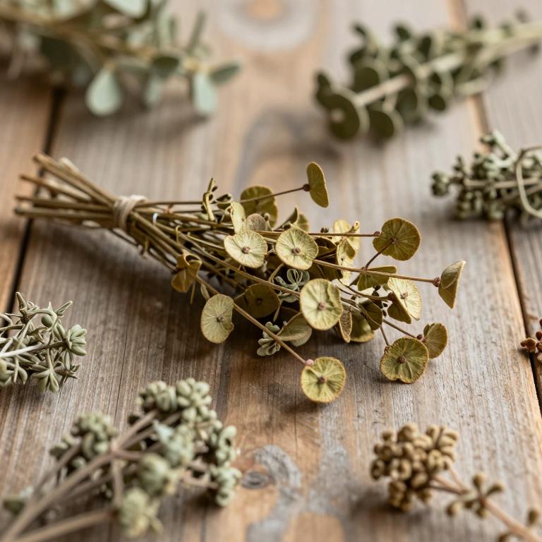 Euphorbia parviflora
