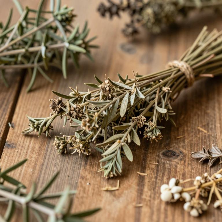 Euryops pinifolius
