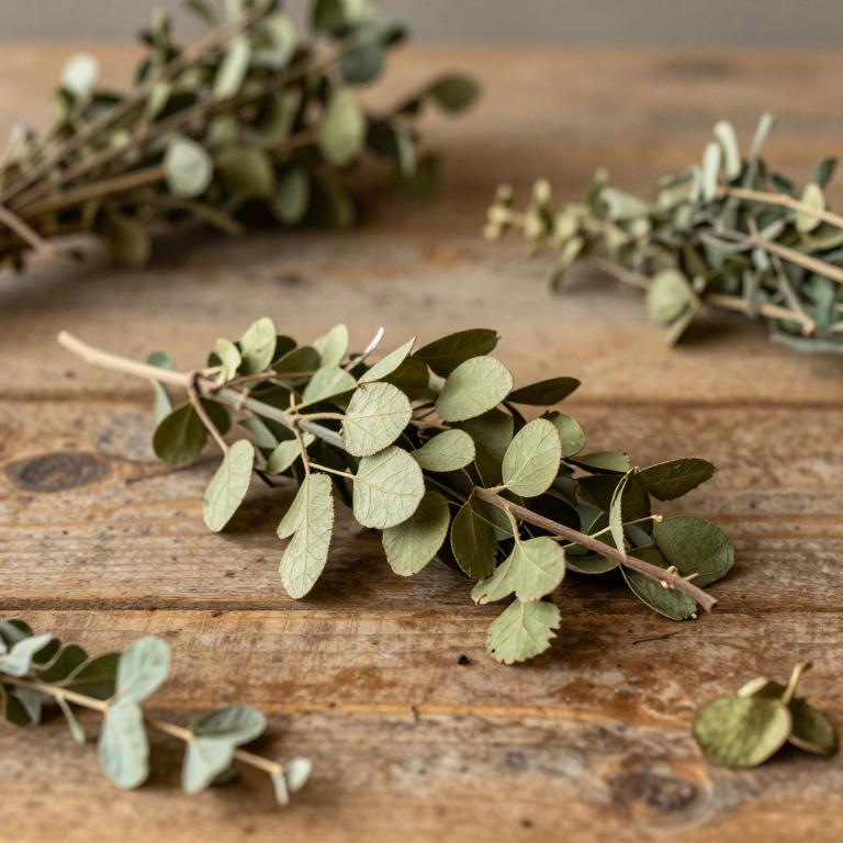 Ficus chlamydocarpa
