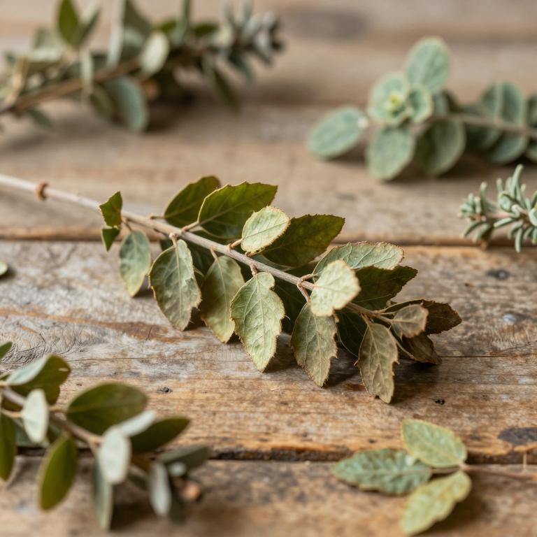 Ficus deltoidea subsp. motleyana