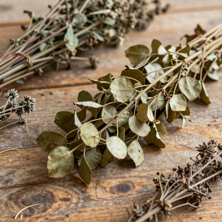 Ficus maclellandii
