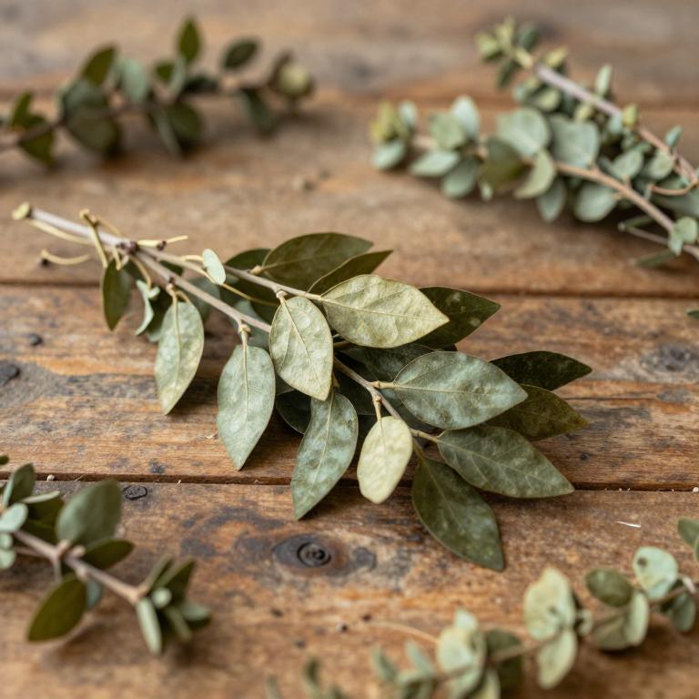 Ficus microcarpa var. hillii