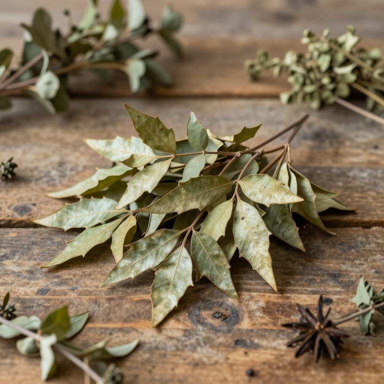 Ficus palmata