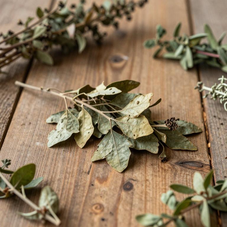 Ficus sur