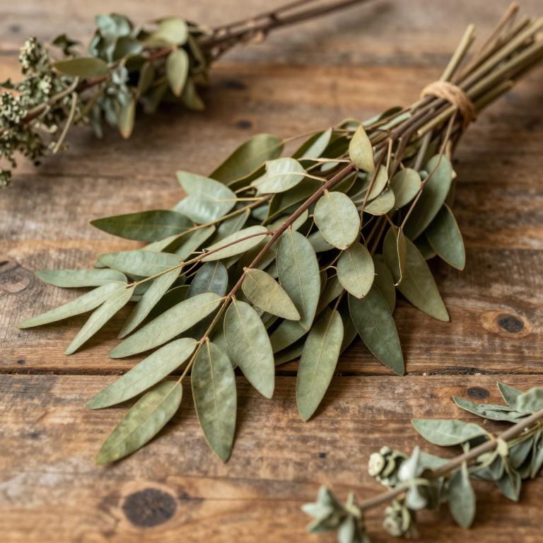 Ficus sycomorus