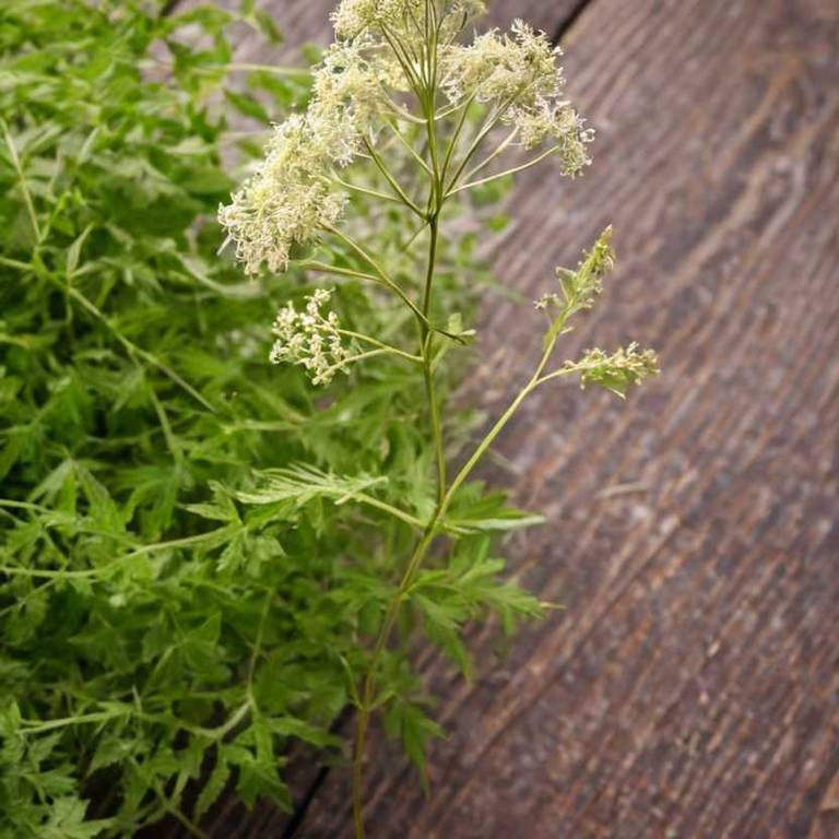 filipendula ulmaria