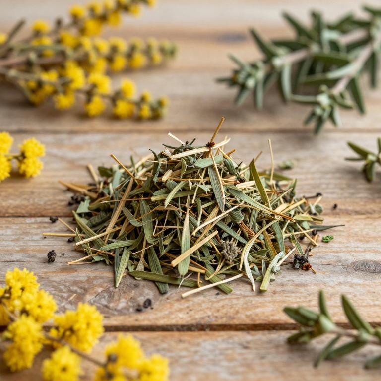 Genista canariensis