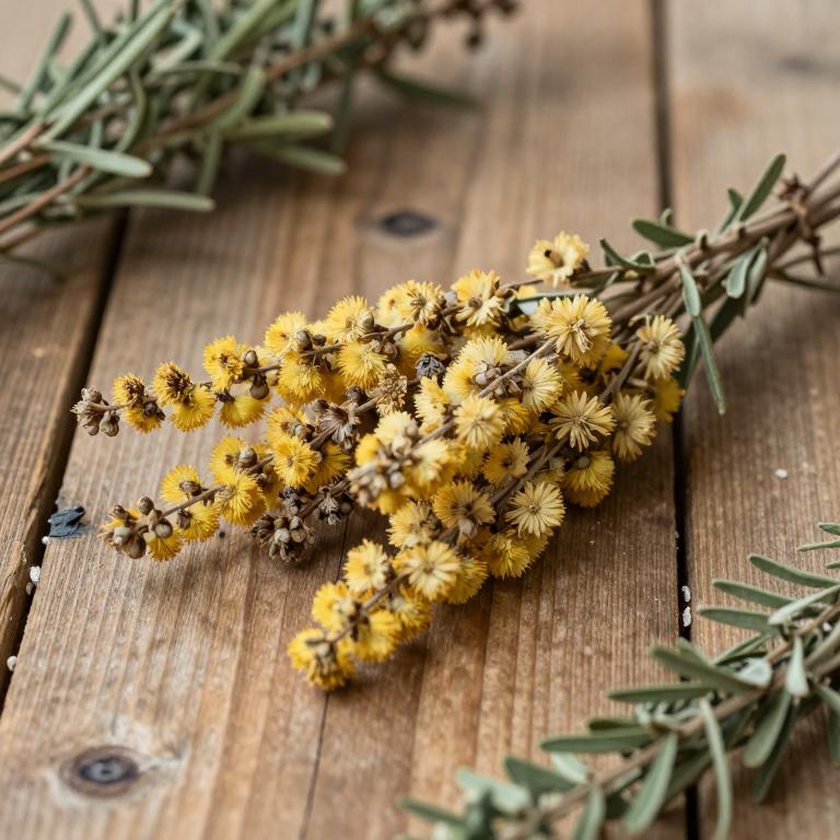 Genista clavata