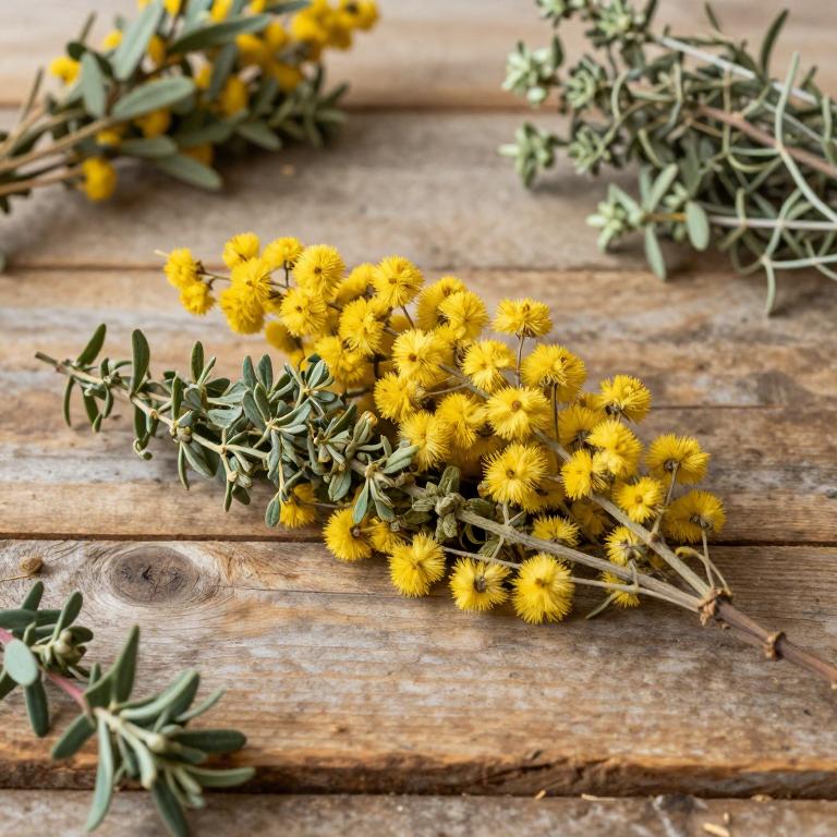 Genista tenera